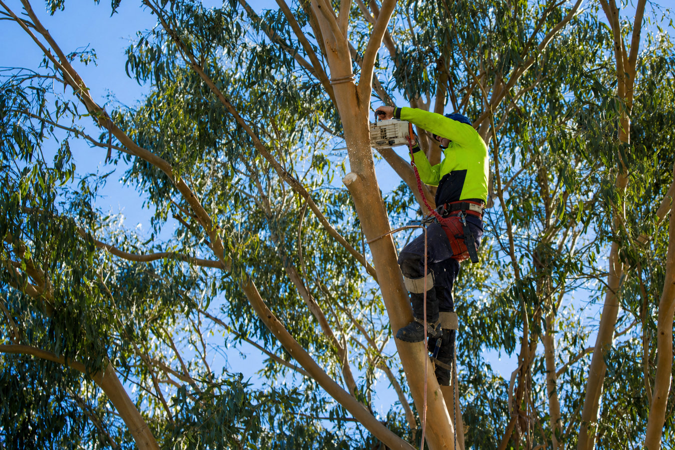 Commercial Tree Service in Petaluma, CA