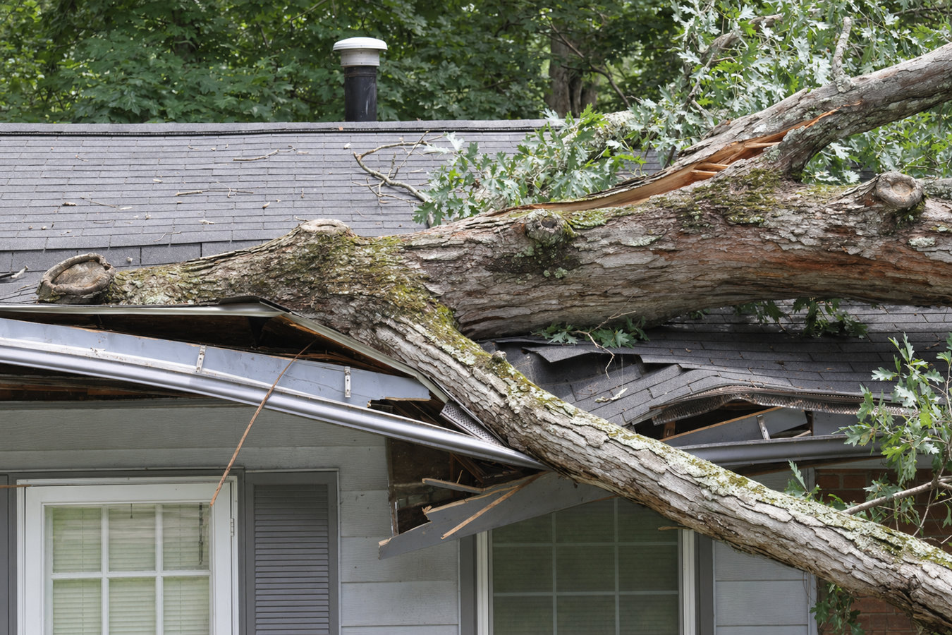 Emergency Tree Service in Petaluma, CA