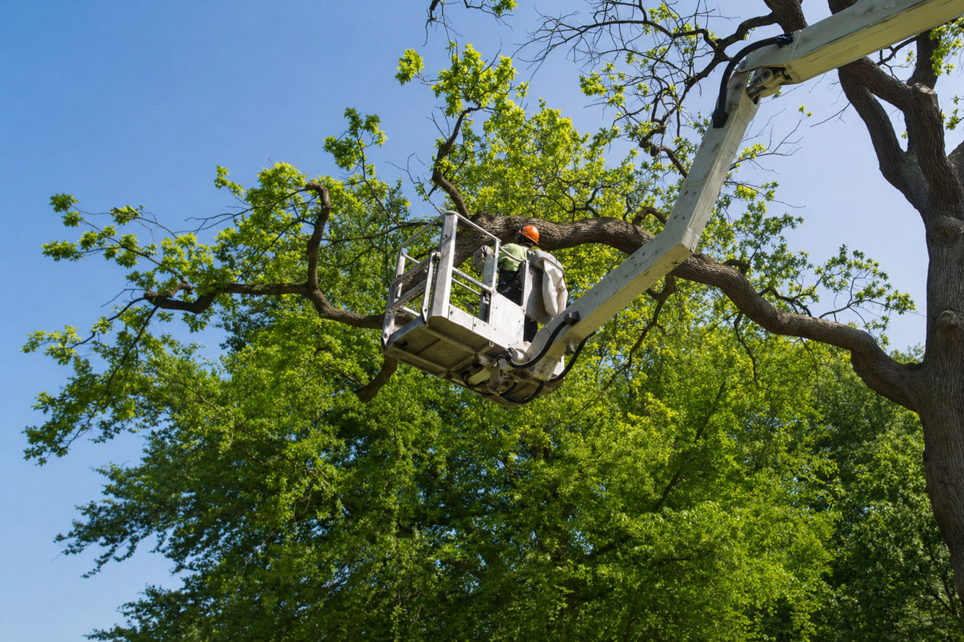 Tree Service services in Sebastopol