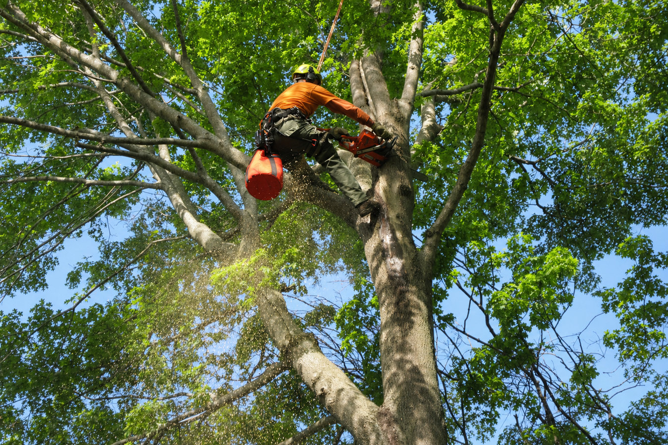 Tree service services in Cotati