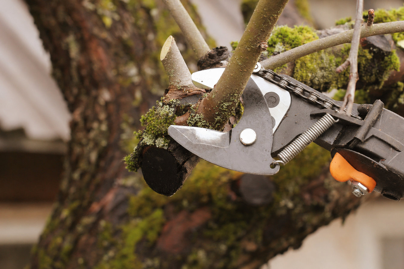 Tree service services in Sonoma